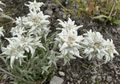 Yang Mulia Edelweiss Tidak Perlu Dicari Hingga ke Swis, di Jawa pun Ada