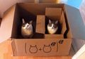 Penasaran Kenapa Kucing Suka Masuk Kardus? Ini Dia Alasannya!