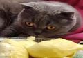 (Video) Kucing Ini Pingsan Akibat Mencium Aroma Durian, Lucu Banget!