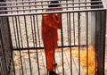 Inilah Pemimpin ISIS yang Dianggap Paling Brutal, Pernah Bakar Tawanan Hidup-hidup Dalam Sangkar