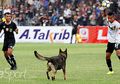 Kocak! Para Pemain Ini Kabur ketika ada Anjing Masuk Lapangan Bola