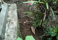 Sempat Heboh Warga Temukan Kaki Menyembul di Makam, Ini Identitasnya