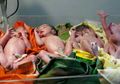 Kekuatan Doa! Guru Ngaji di Tanjung Redeb Minta Anak Perempuan Eh Oleh Tuhan Diberi Empat Sekaligus