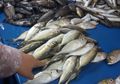 Ikan Juga Bermanfaat untuk Meningkatkan Gairah Seks, Inilah Alasannya!