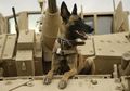Stres Gara-Gara Tuannya Gugur Saat Memerangi Teroris, Anjing Militer Ini Ikut-Ikutan Mati