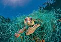 Nggak Cuma Cover-nya, 7 Foto di NatGeo Edisi "Planet or Plastic?" Ini Bikin Sedih!