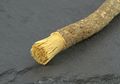 Jarang Ada yang Tahu, Ini Khasiat Ajaib Siwak untuk Kesehatan Gigi