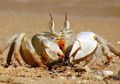 Tak Hanya Menyamping, Ada Juga Kepiting yang Jalannya Mundur