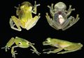 Wah, Katak di Amerika Selatan ini Memiliki Tubuh yang Transparan, lo!