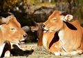 Punya Pendengaran dan Penciuman yang Tajam, Ini Dia Fakta Banteng Jawa