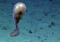 Hewan Ini Seperti Tak Berkepala, Bagaimana Ia Hidup di Laut Dalam?