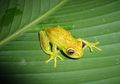 Unik! Katak Ini Punya Bintik di Tubuh dan Bisa Bercahaya dalam Gelap