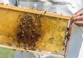 Wah, Ini Manfaat Royal Jelly Bagi Kesehatan Kulit Terutama Saat Puasa!