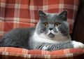Lucu Banget, Inilah 9 Jenis Ras Kucing yang Paling Menggemaskan di Dunia