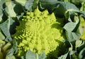 Romanesco, Sayuran Hijau Mirip Brokoli yang Unik dan Bermanfaat