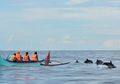 Yuk, Berkunjung ke Teluk Kiluan dan Lihat Lumba-Lumba di Alam Bebas