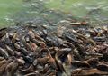 Ada Sekitar 2.900 Spesies Ikan Lele, Cari Tahu Fakta Unik Lele Lainnya