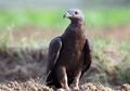 Unik, Burung Pemangsa Asal Siberia Ini Gemar Makan Madu, lo!