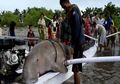 Ditemukan Mati Penuh Luka, Ikan Duyung Langka Ini Dipotong-potong Warga Lalu Dijual