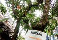 Sudah Tahu Asal Mula Nama Bintaro? Ternyata dari Pohon Ini!
