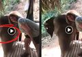 Niat Selfie dengan Seekor Gajah, Turis ini Kaget karena Mendapatkan Kejutan ini!