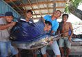 Serunya Berburu Ikan Marlin, Harus Berlayar Jauh Sampai Samudra Hindia