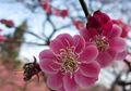 Cantiknya Mirip Bunga Sakura, Inilah Bunga Mei Hwa Asal Tiongkok