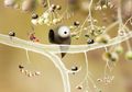 Game Review: Petualangan Makhluk Mikrobiologi di Dunia Tanaman