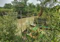 Yuk, Berkunjung ke Ekowisata Mangrove yang Unik di Wonorejo, Surabaya
