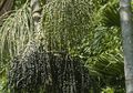 Acai, Tanaman Endemik Negeri Samba