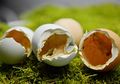Wah, Bahan Sisa Ini Bisa Dijadikan Pupuk Alami Bagi Tanaman, lo!