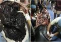 Seekor Paus Mati Dan Ditemukan 80 Kantong Plastik Di Dalam Perutnya