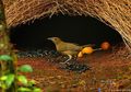 Namdur, Burung yang Mahir Menghias Sarangnya dengan Cantik