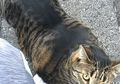 Ajaib! Ini Penampakan Sosok Kucing yang Viral karena Tubuhnya Berotot