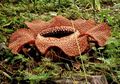 4 Hal yang Tidak Boleh Dilakukan Saat Melihat Bunga Rafflesia Arnoldii