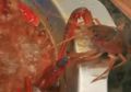 (Video) Direbus Hidup-hidup Lobster Ini Bisa Kabur dari Panci Panas , Endingnya Bikin Tersenyum