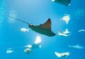 Memiliki Beragam Macam Jenis, Ini Dia Fakta Menarik Ikan Pari