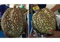 Mirip Srikaya, Ternyata Ini adalah Durian Tanpa Duri! Kok, Bisa?