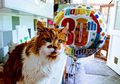 Rubble, Si Kucing Tertua di Dunia yang Baru Berulang Tahun ke-30
