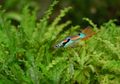Unik! Ikan Guppy Akan Mengubah Matanya Menjadi Hitam Saat Marah