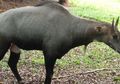 Nilgai, Sapi Biru yang Mirip Aneka Mamalia Lain