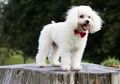 Selain Cerdas, Poodle Termasuk Salah Satu Anjing yang Jago Berenang