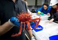 10 Hewan Aneh Yang Para Ilmuwan Temukan di Kedalaman Laut Australia
