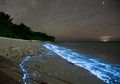 Keren, Kita Bisa Lihat Pantai Glow in The Dark di Pulau Vaadhoo!