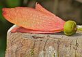 Pohon Kacang Meranti yang Tinggi, Bisa Mencapai 60 Meter, lo!