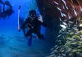 Diving, Olahraga Menyelam Sambil Menikmati Keindahan Bawah Laut