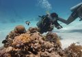 Ada 2 Jenis Olahraga Diving, Apa Perbedaannya? Cari Tahu, Yuk!