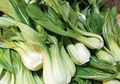 Pakcoy, Sayuran dengan Vitamin C yang Hampir Setara dengan Jeruk