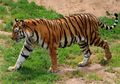 Ketahui Fakta Seputar Harimau, Hewan yang Dilindungi Namun Diburu