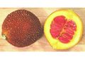 Inilah Buah Paling Menyehatkan di Dunia, Buah Apa Kira-kira?